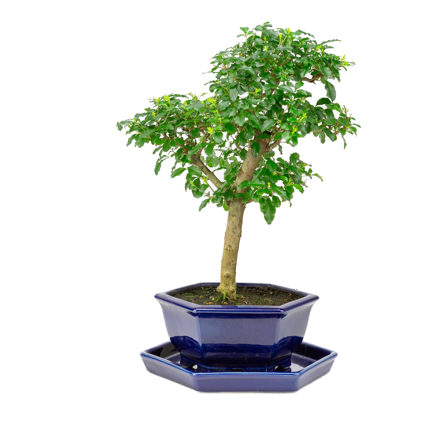 Ligustrum ovalifolium Bonsai in blue pot 18cm, height ~37cm