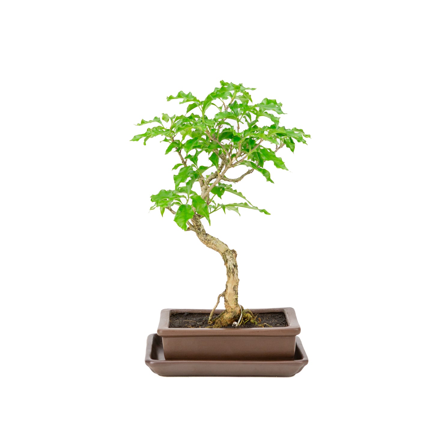Bougainvillea glabra Bonsai in brown pot 15cm, height ~31cm
