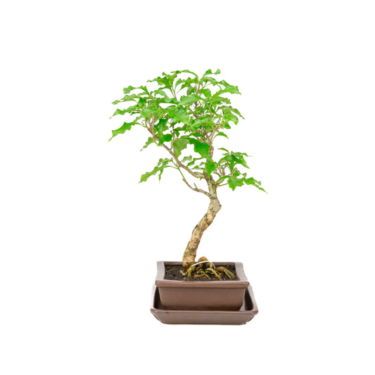 Bougainvillea glabra Bonsai in brown pot 15cm, height ~31cm