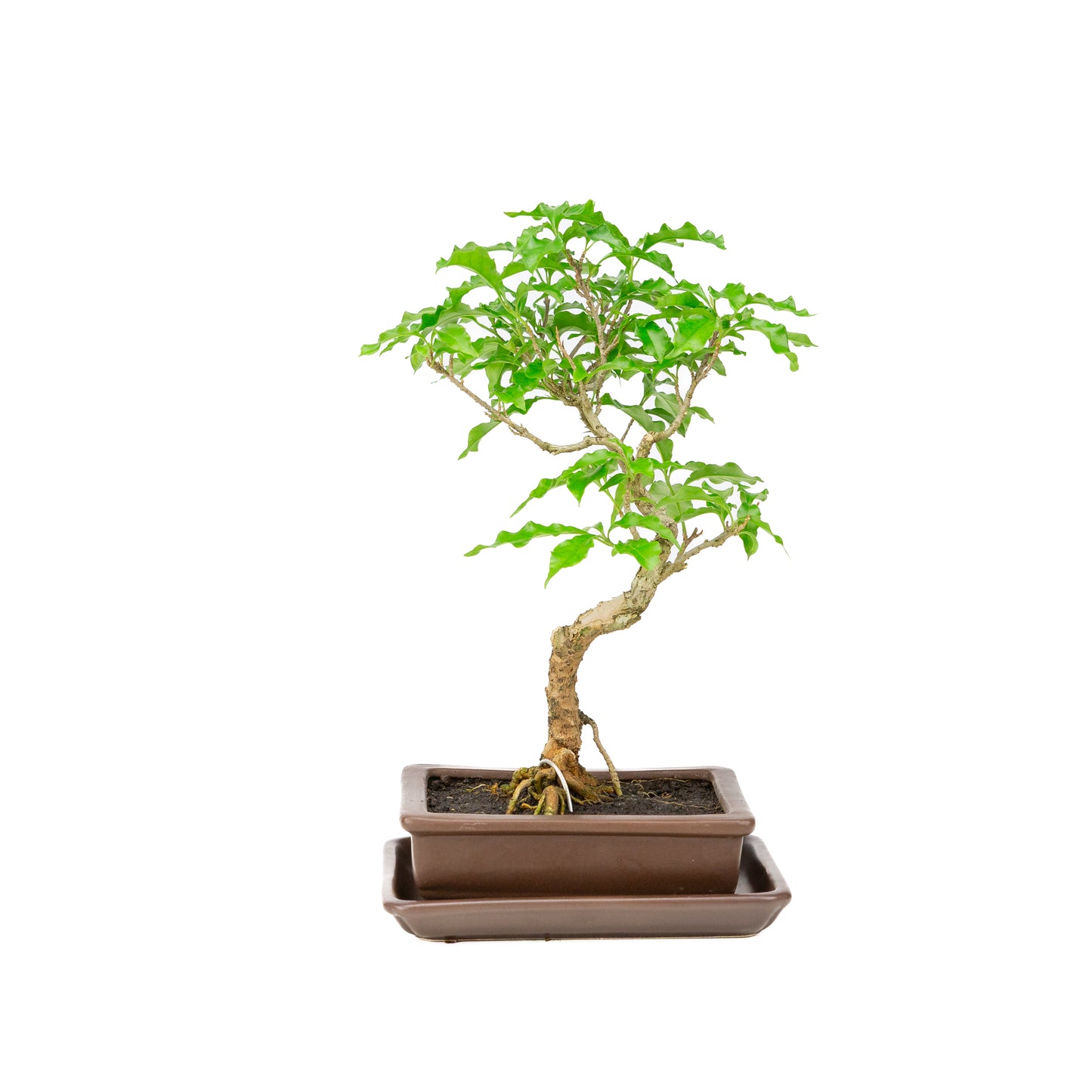 Bougainvillea glabra Bonsai in brown pot 15cm, height ~31cm