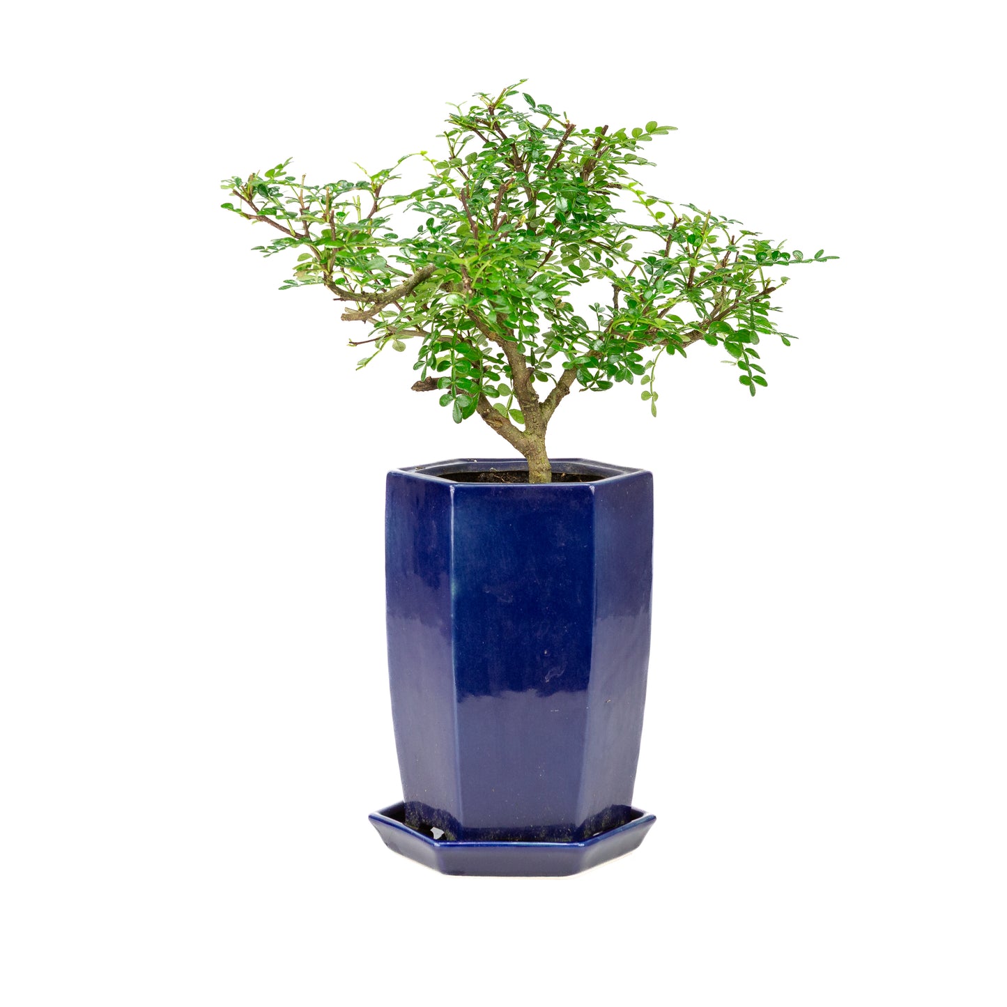Zanthoxylum piperitium cascade Bonsai in blue pot 13cm, height ~38cm