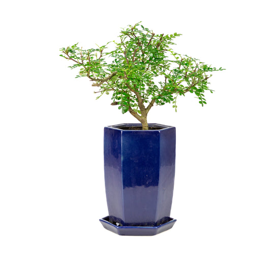 Zanthoxylum piperitium cascade Bonsai in blue pot 13cm, height ~38cm