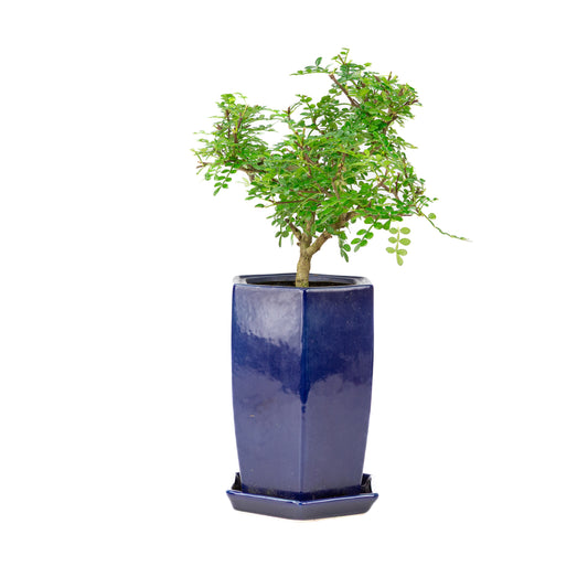 Zanthoxylum piperitium cascade Bonsai in blue pot 13cm, height ~38cm