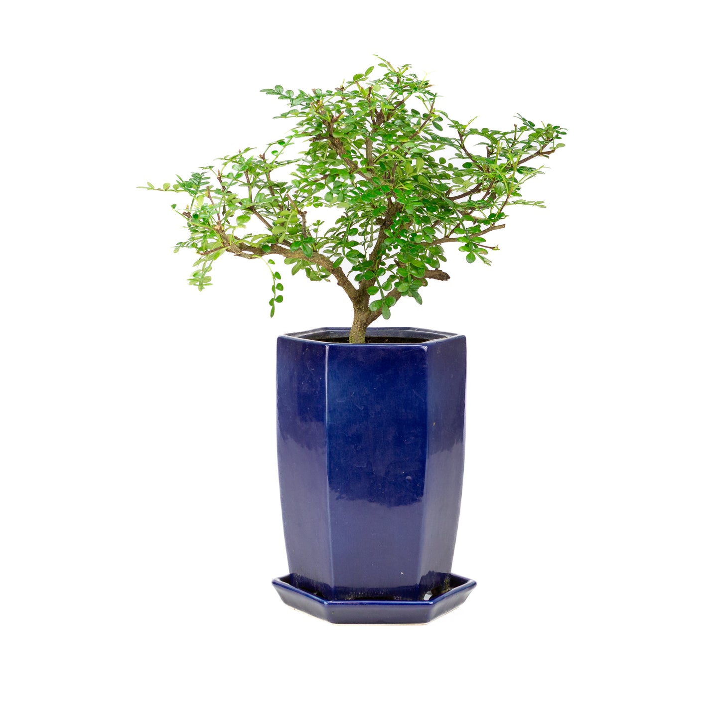 Zanthoxylum piperitium cascade Bonsai in blue pot 13cm, height ~38cm