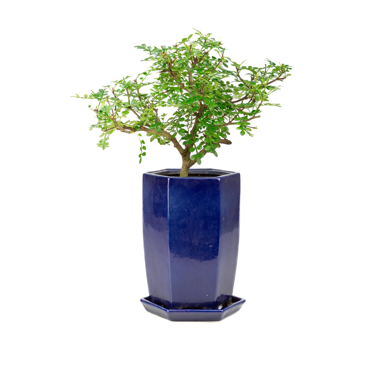 Zanthoxylum piperitium cascade Bonsai in blue pot 13cm, height ~38cm