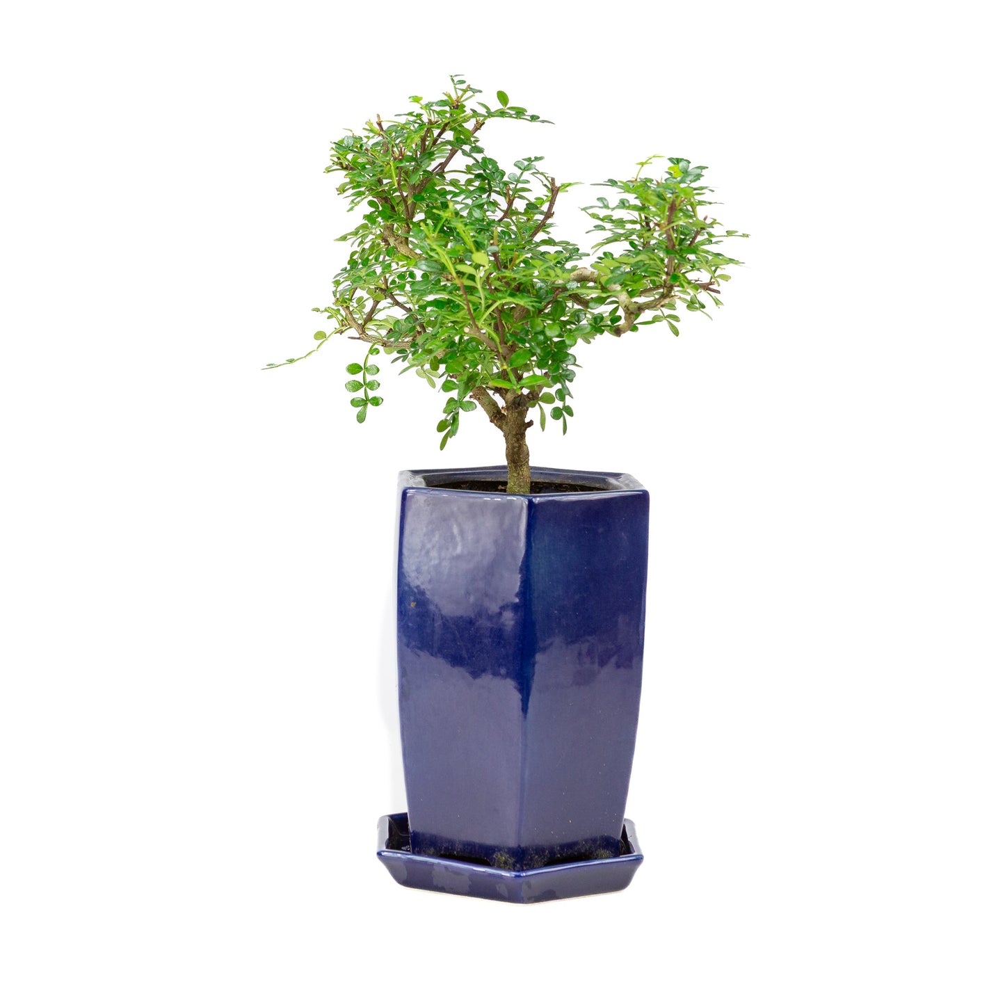 Zanthoxylum piperitium cascade Bonsai in blue pot 13cm, height ~38cm