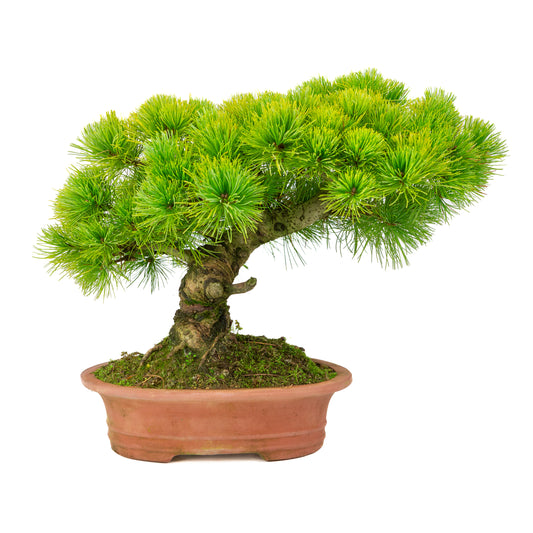 Pinus parviflora unglazed oval pot 27cm, height ~39cm