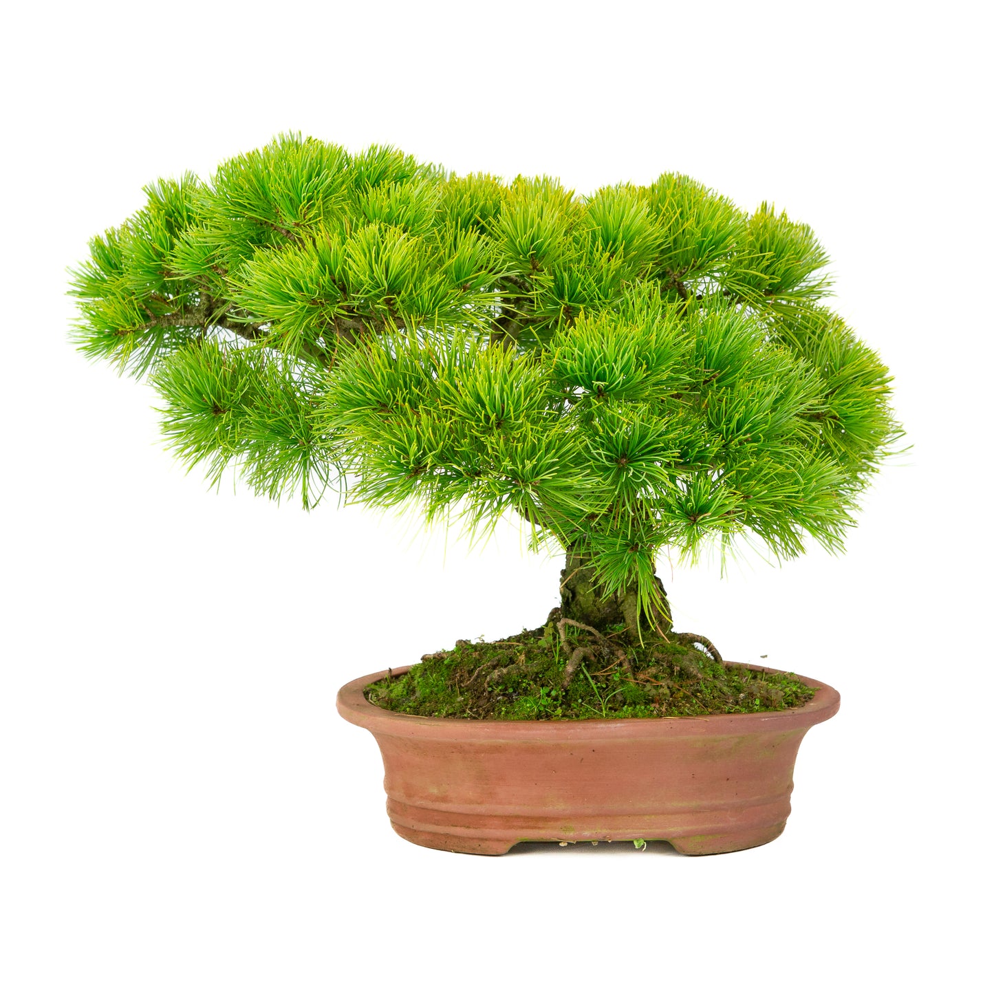 Pinus parviflora unglazed oval pot 27cm, height ~39cm