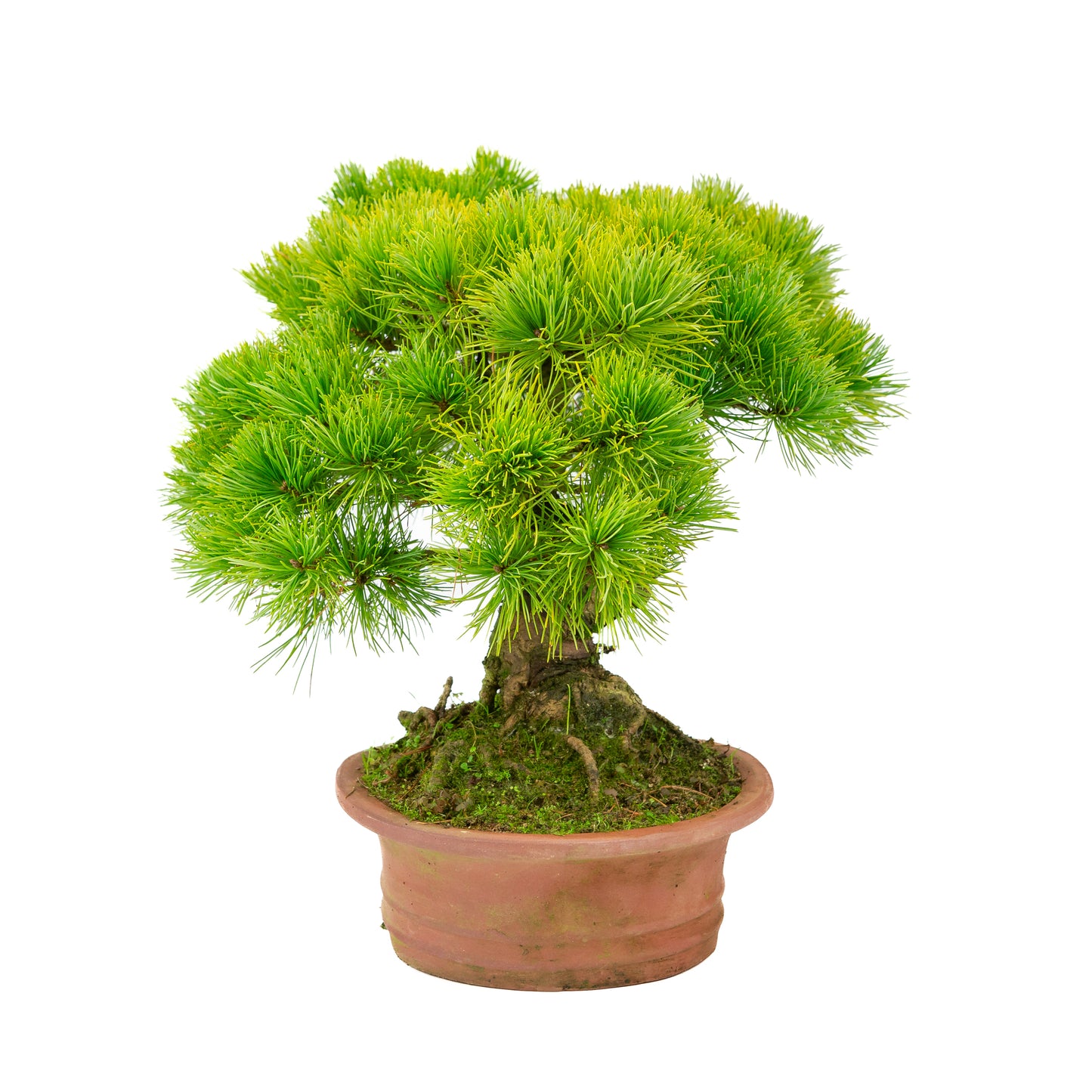 Pinus parviflora unglazed oval pot 27cm, height ~39cm