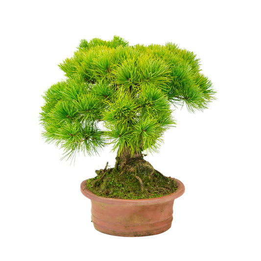 Pinus parviflora unglazed oval pot 27cm, height ~39cm
