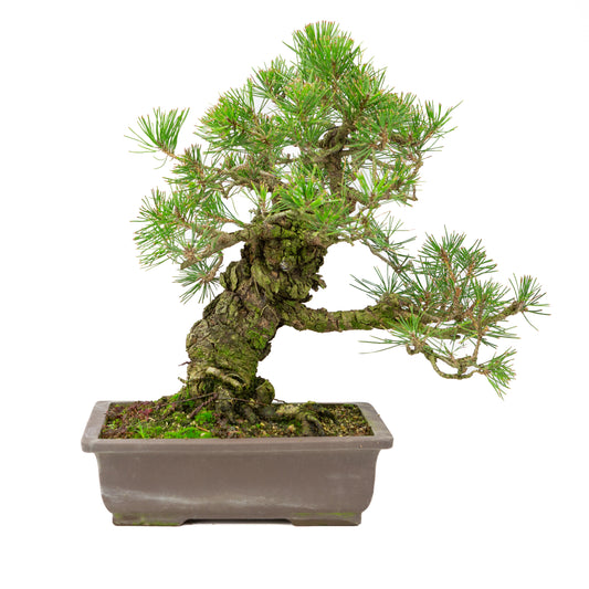 Pinus thunbergii unglazed pot 28cm, height ~44cm