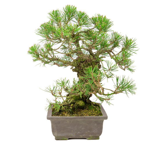 Pinus thunbergii unglazed pot 28cm, height ~44cm