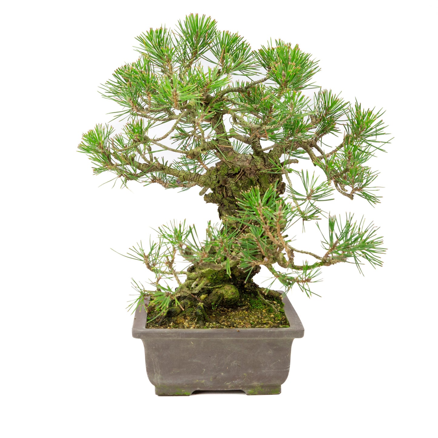 Pinus Thunbergii (Japanese Black Pine), height ~44cm