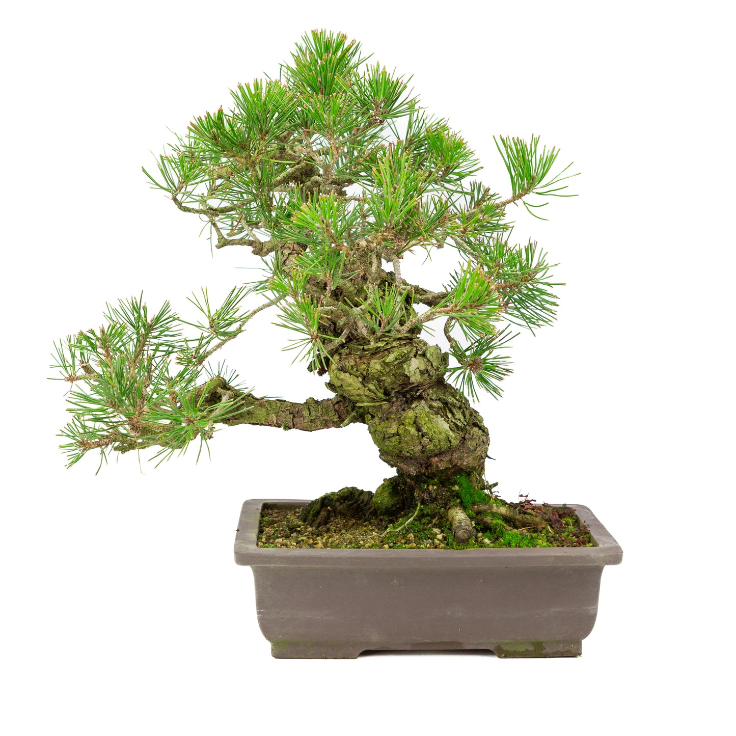 Pinus thunbergii unglazed pot 28cm, height ~44cm