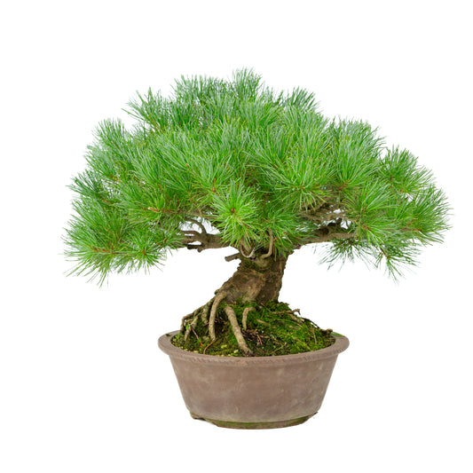 Pinus parviflora unglazed round pot 21cm, height ~38cm