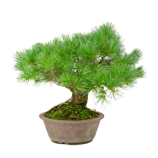 Pinus parviflora unglazed round pot 21cm, height ~38cm