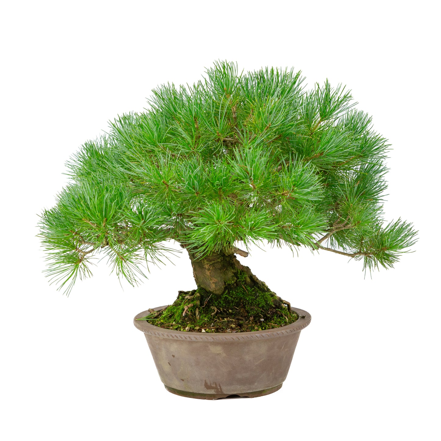 Pinus parviflora unglazed round pot 21cm, height ~38cm