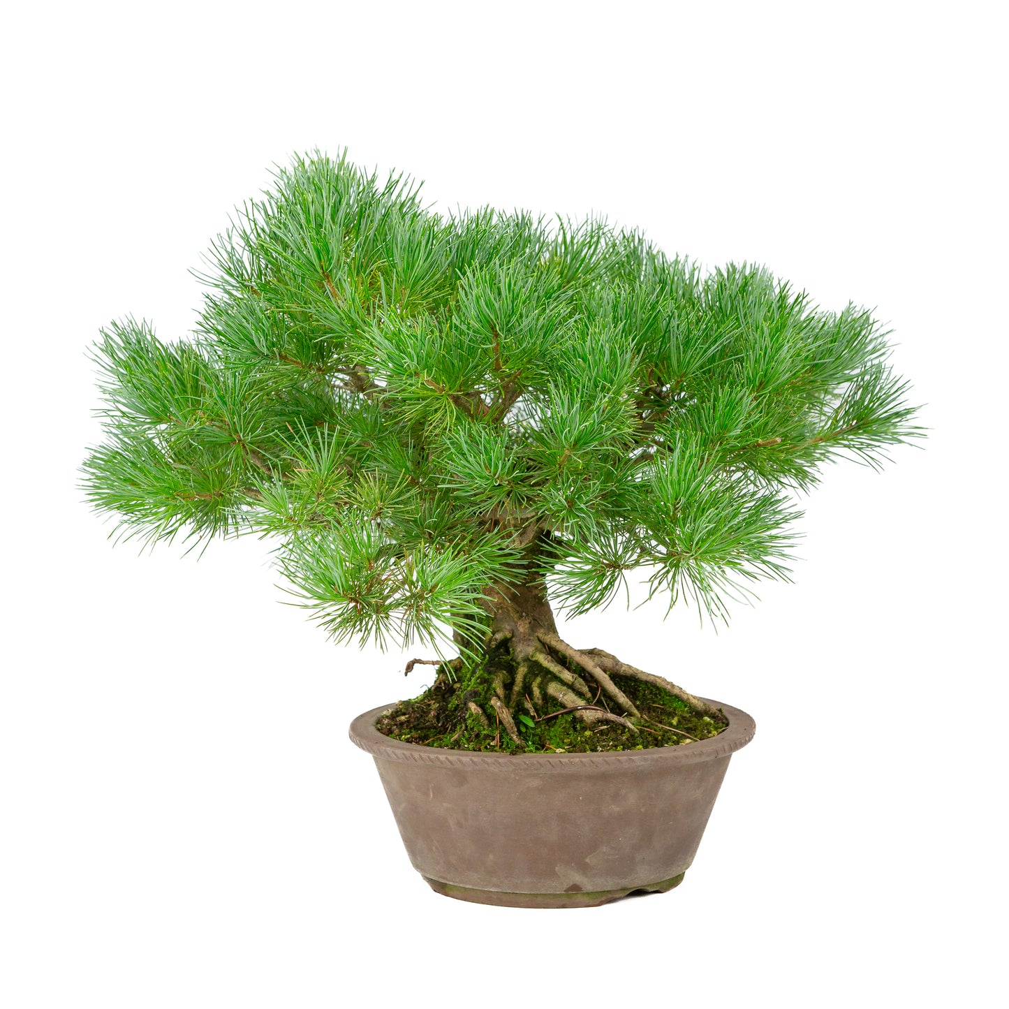 Pinus parviflora unglazed round pot 21cm, height ~38cm