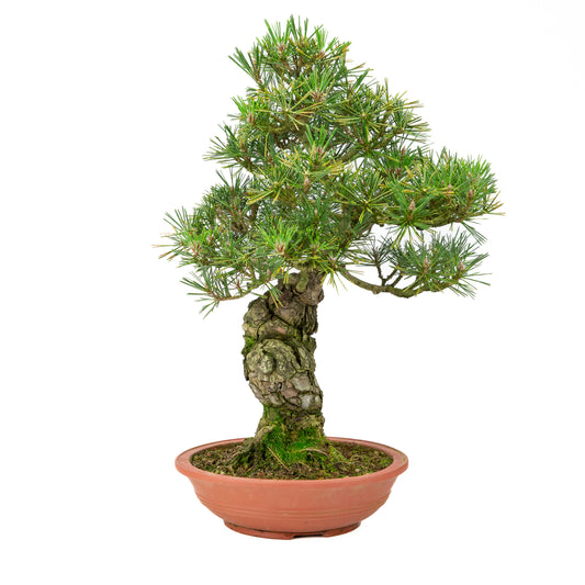 Pinus thunbergii unglazed pot 25m, height ~52cm
