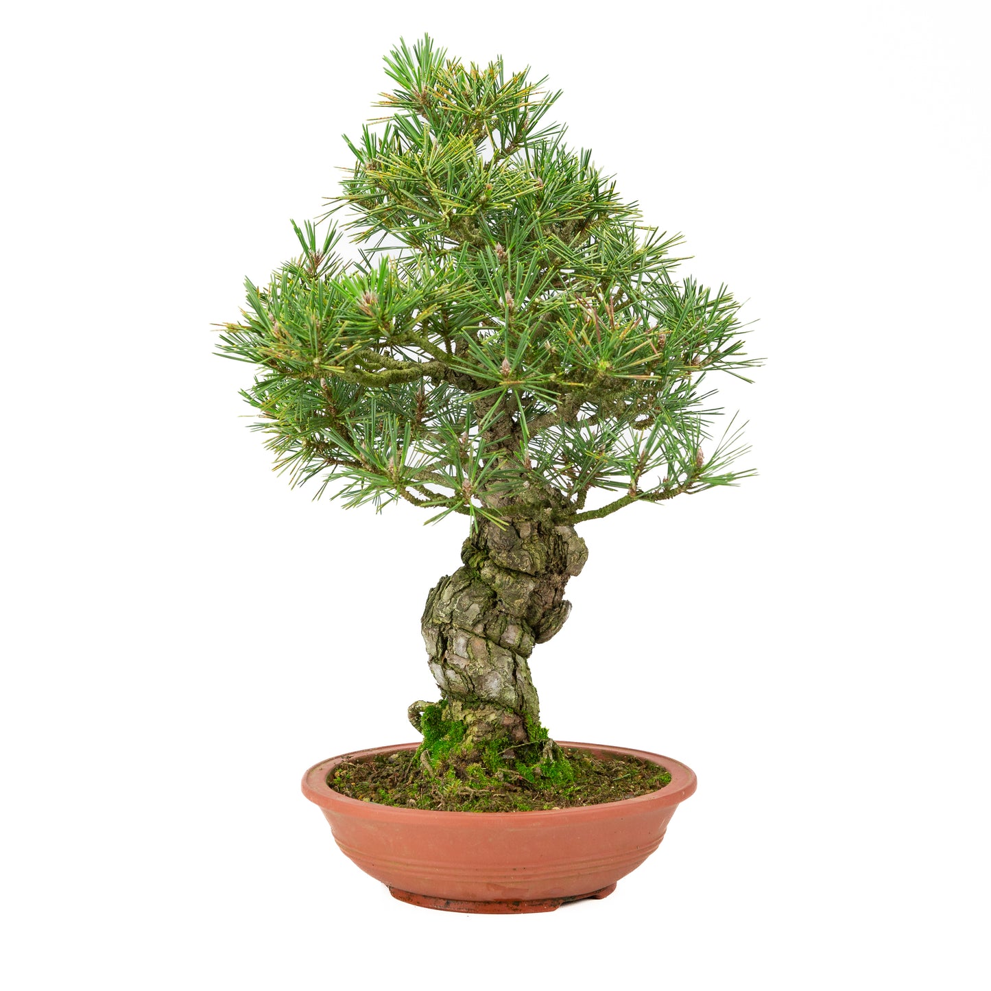 Pinus thunbergii unglazed pot 25m, height ~52cm