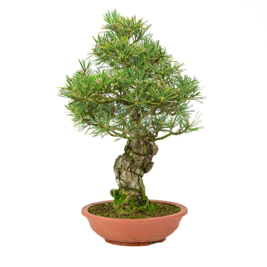Pinus thunbergii unglazed pot 25m, height ~52cm