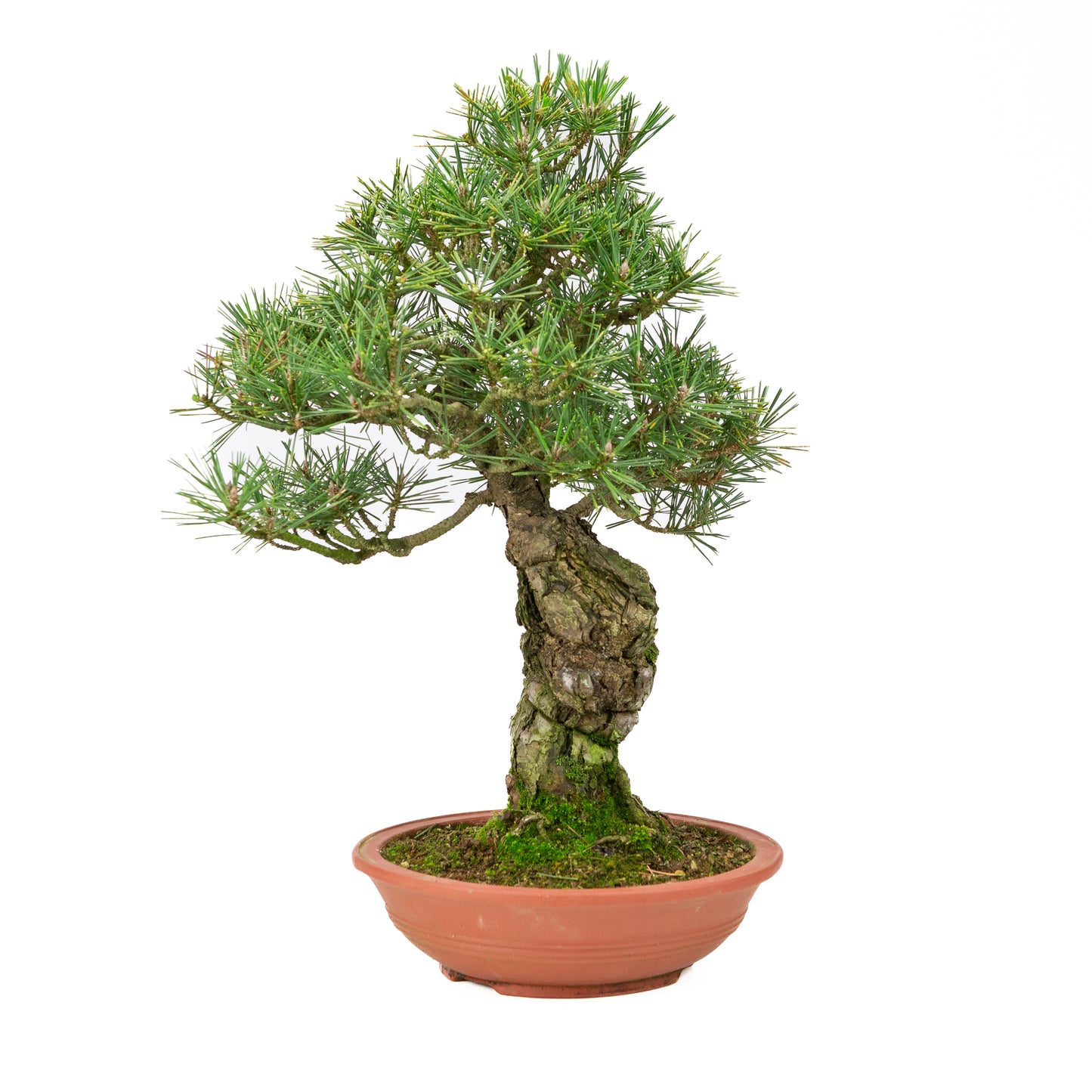 Pinus thunbergii unglazed pot 25m, height ~52cm