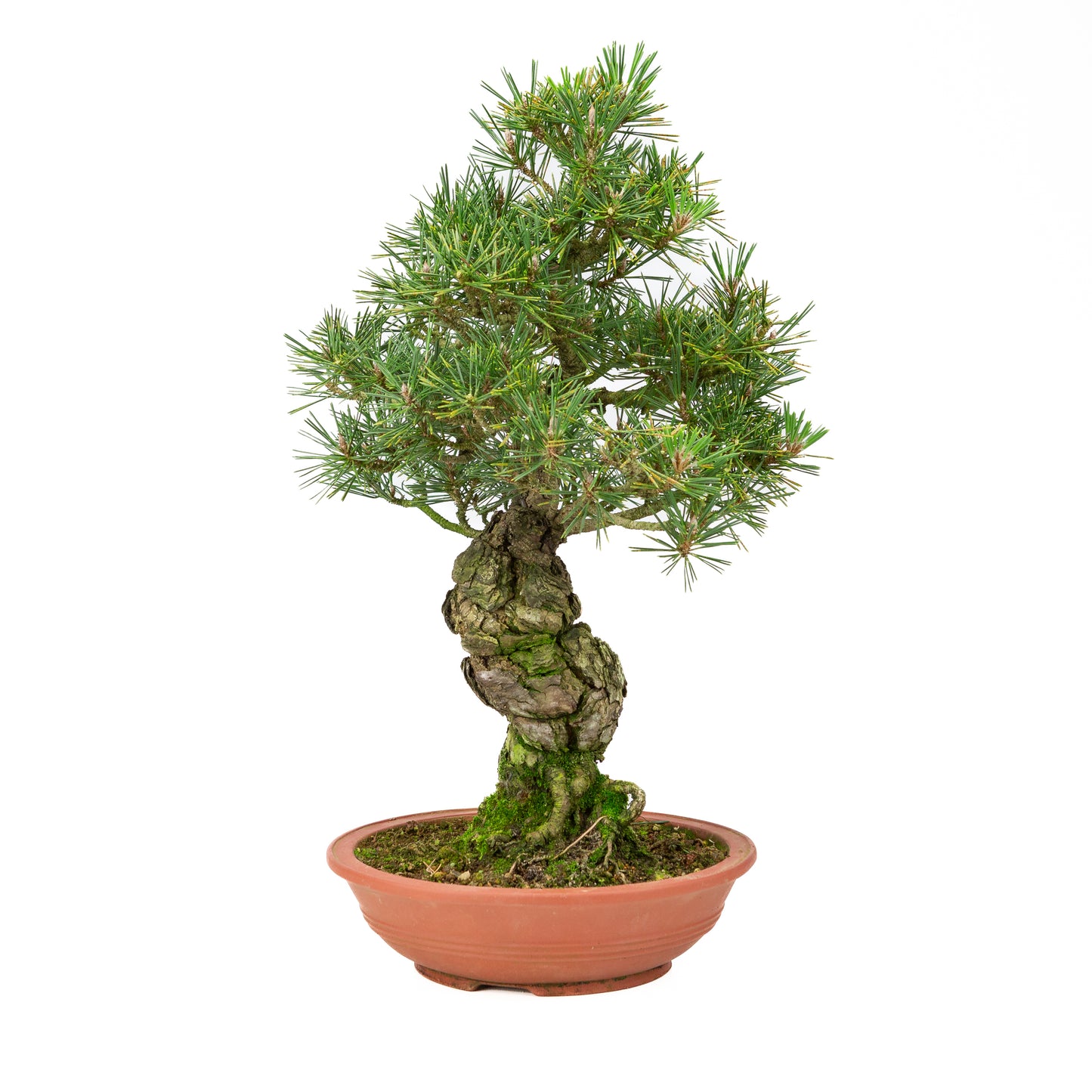 Pinus thunbergii unglazed pot 25m, height ~52cm