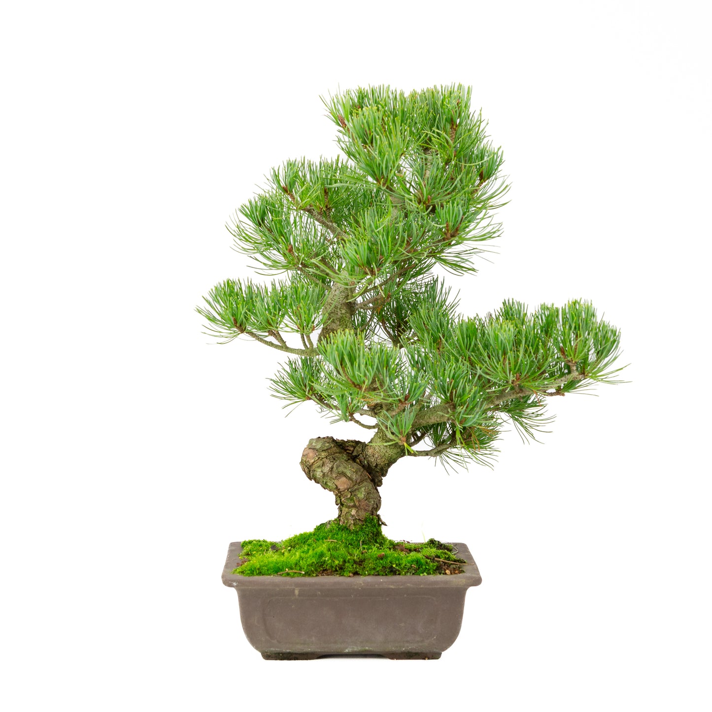 Pinus parviflora unglazed rectangular pot 20cm, height ~44cm
