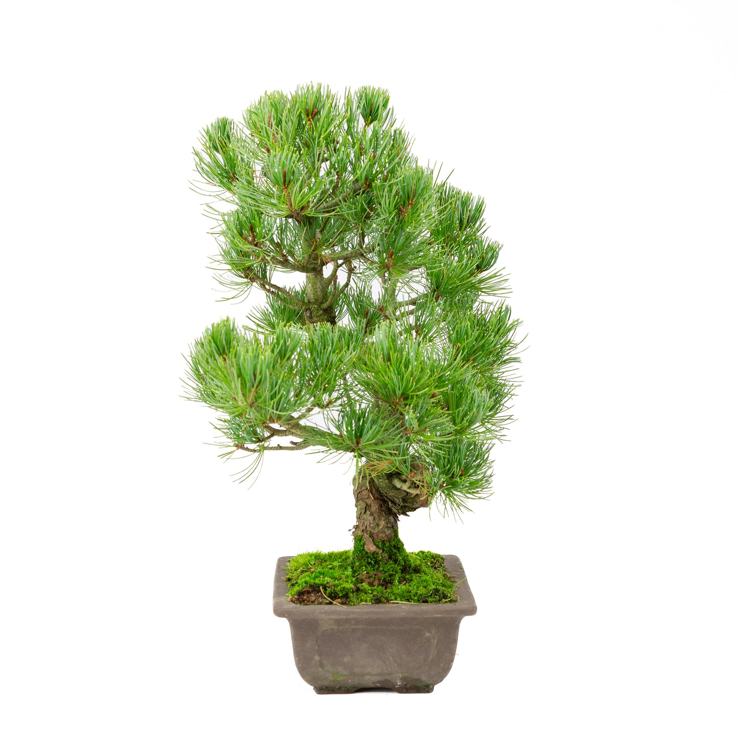 Pinus parviflora unglazed rectangular pot 20cm, height ~44cm