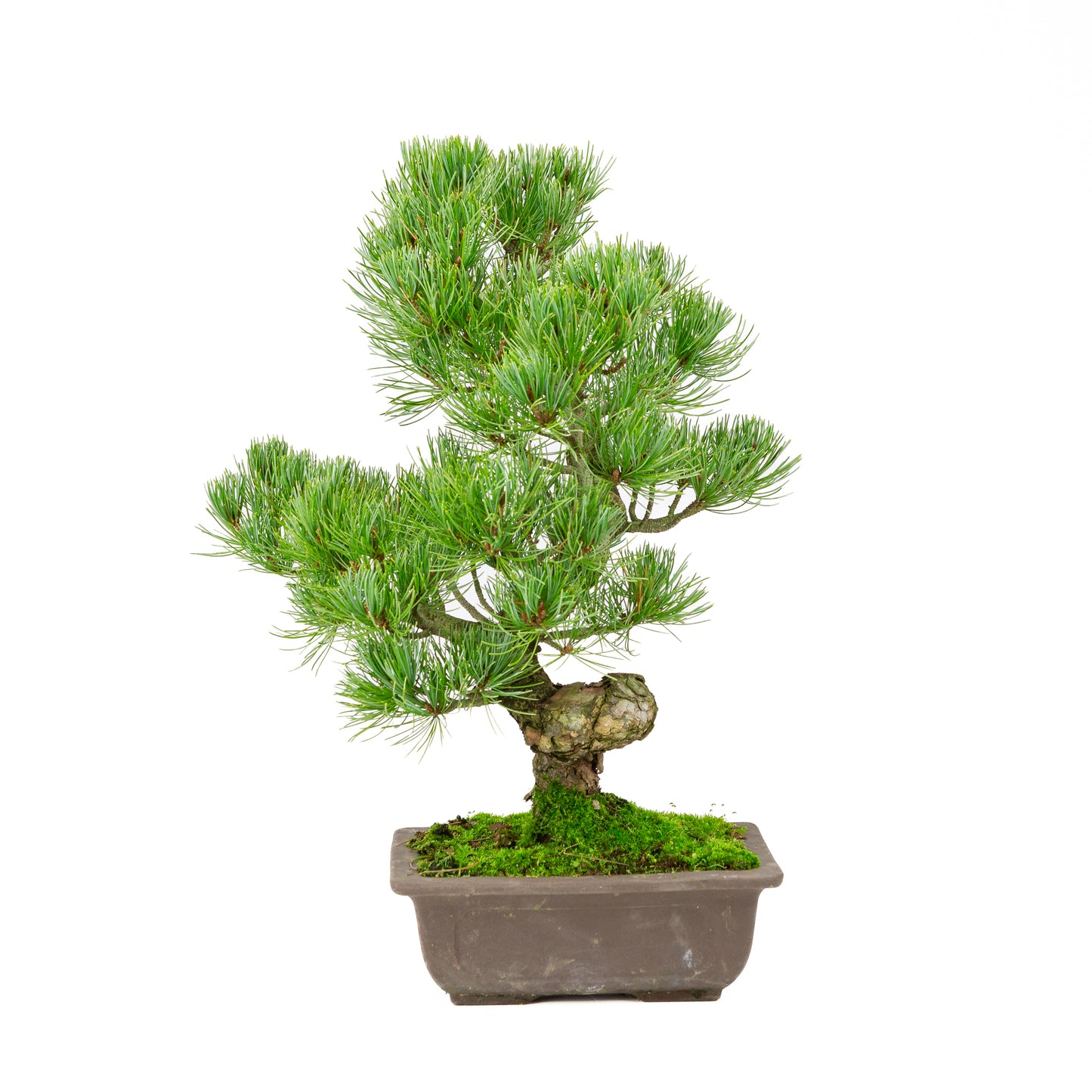 Pinus parviflora unglazed rectangular pot 20cm, height ~44cm