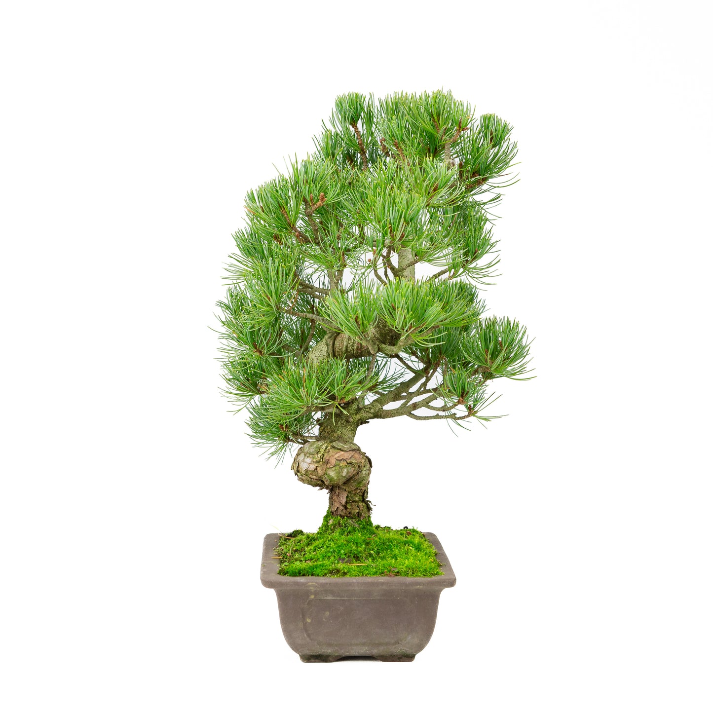 Pinus parviflora unglazed rectangular pot 20cm, height ~44cm