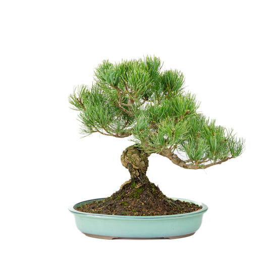 Pinus parviflora turquoise pot 28cm, height ~35cm