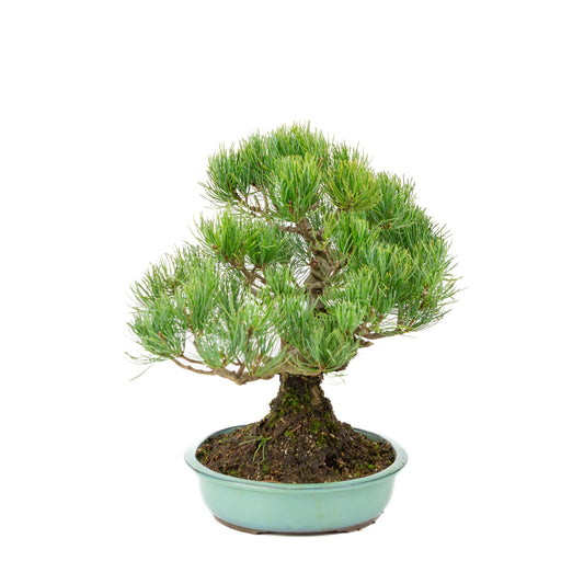 Pinus parviflora turquoise pot 28cm, height ~35cm