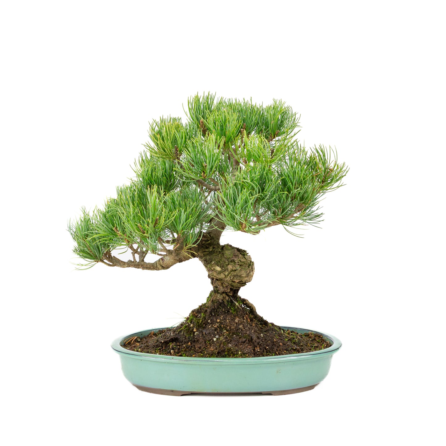 Pinus parviflora turquoise pot 28cm, height ~35cm