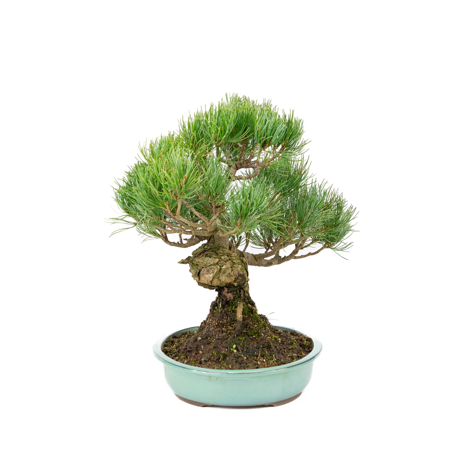 Pinus parviflora turquoise pot 28cm, height ~35cm