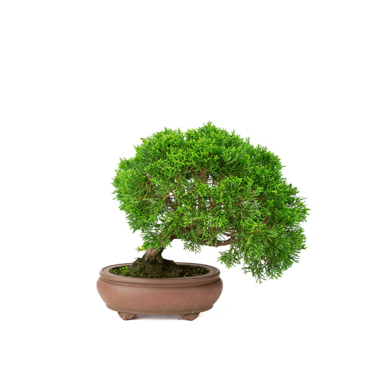 Juniperus chinensis unglazed pot 13cm, height ~27cm
