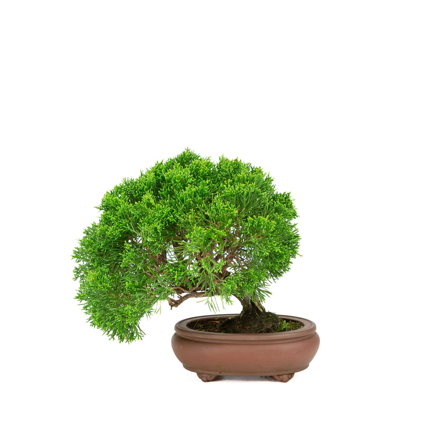 Juniperus chinensis unglazed pot 13cm, height ~27cm