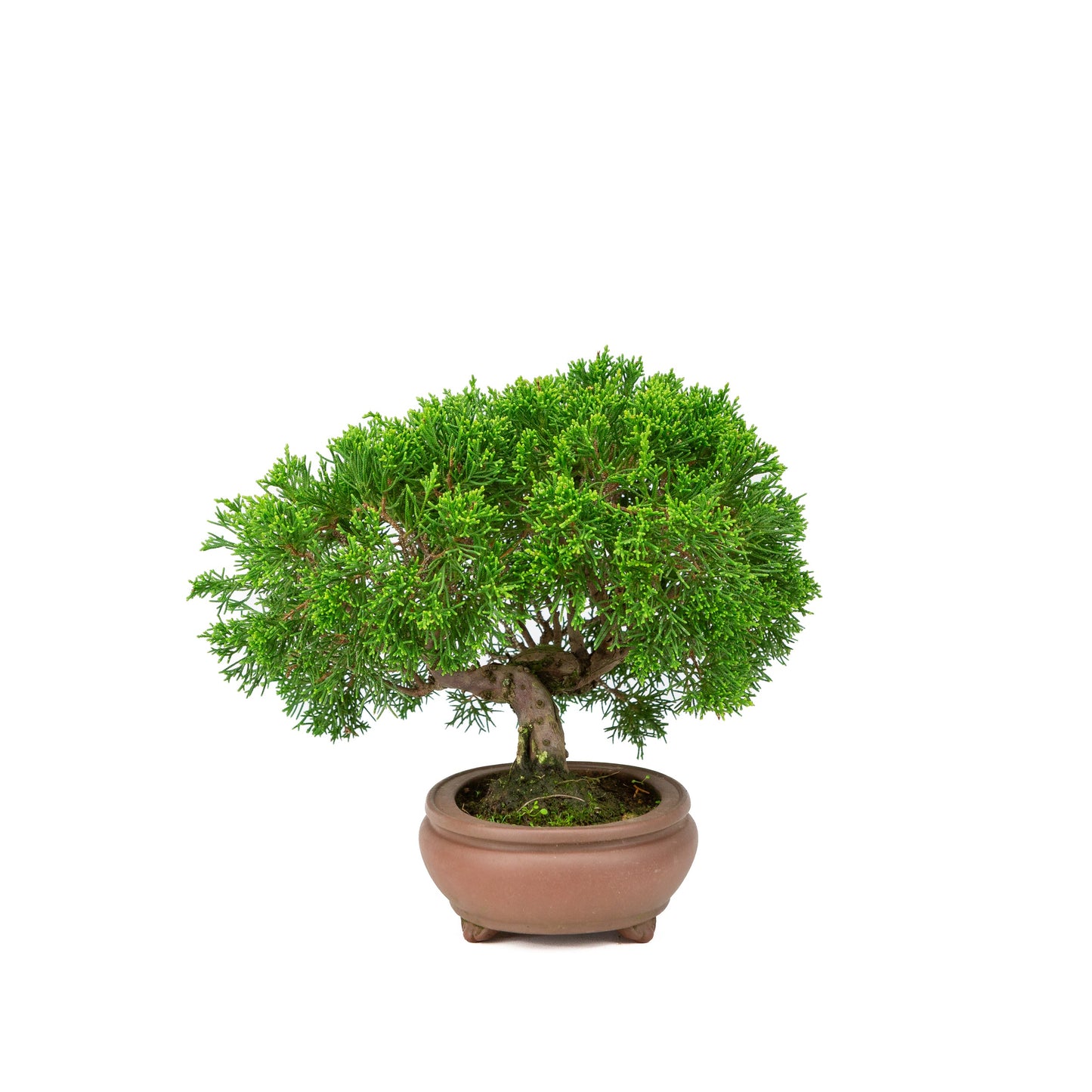 Juniperus chinensis unglazed pot 13cm, height ~27cm