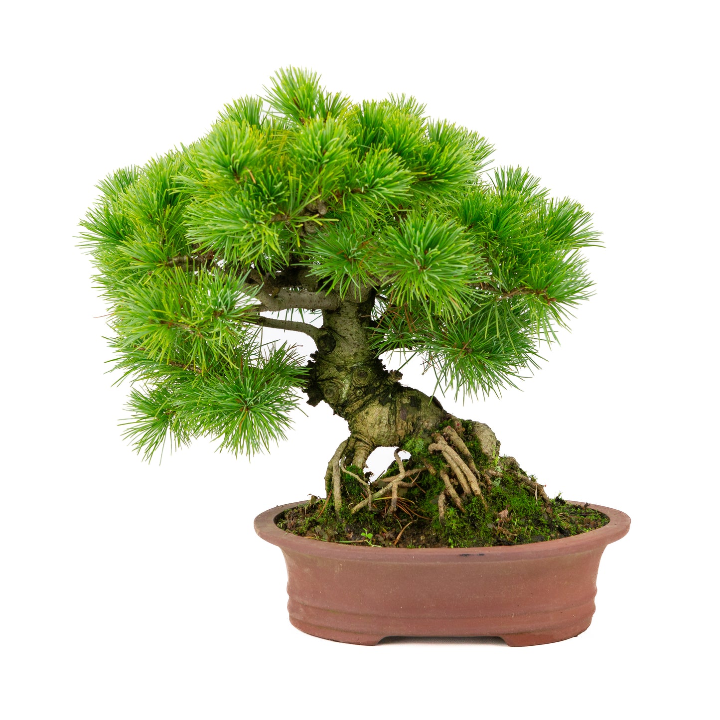 Pinus parviflora unglazed oval pot 26cm, height ~37cm