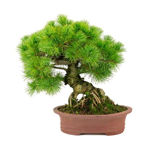 Pinus parviflora unglazed oval pot 26cm, height ~37cm