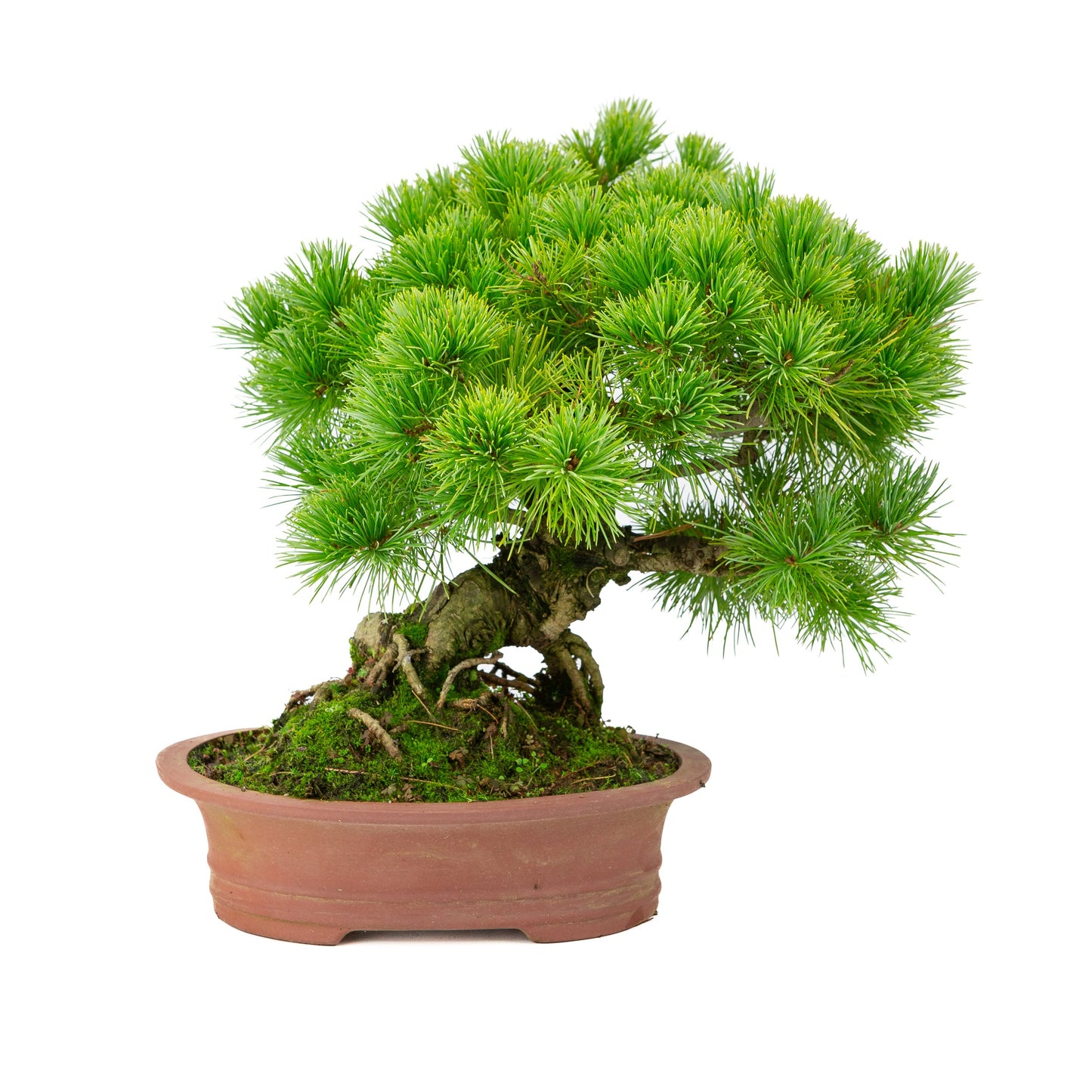 Pinus parviflora unglazed oval pot 26cm, height ~37cm