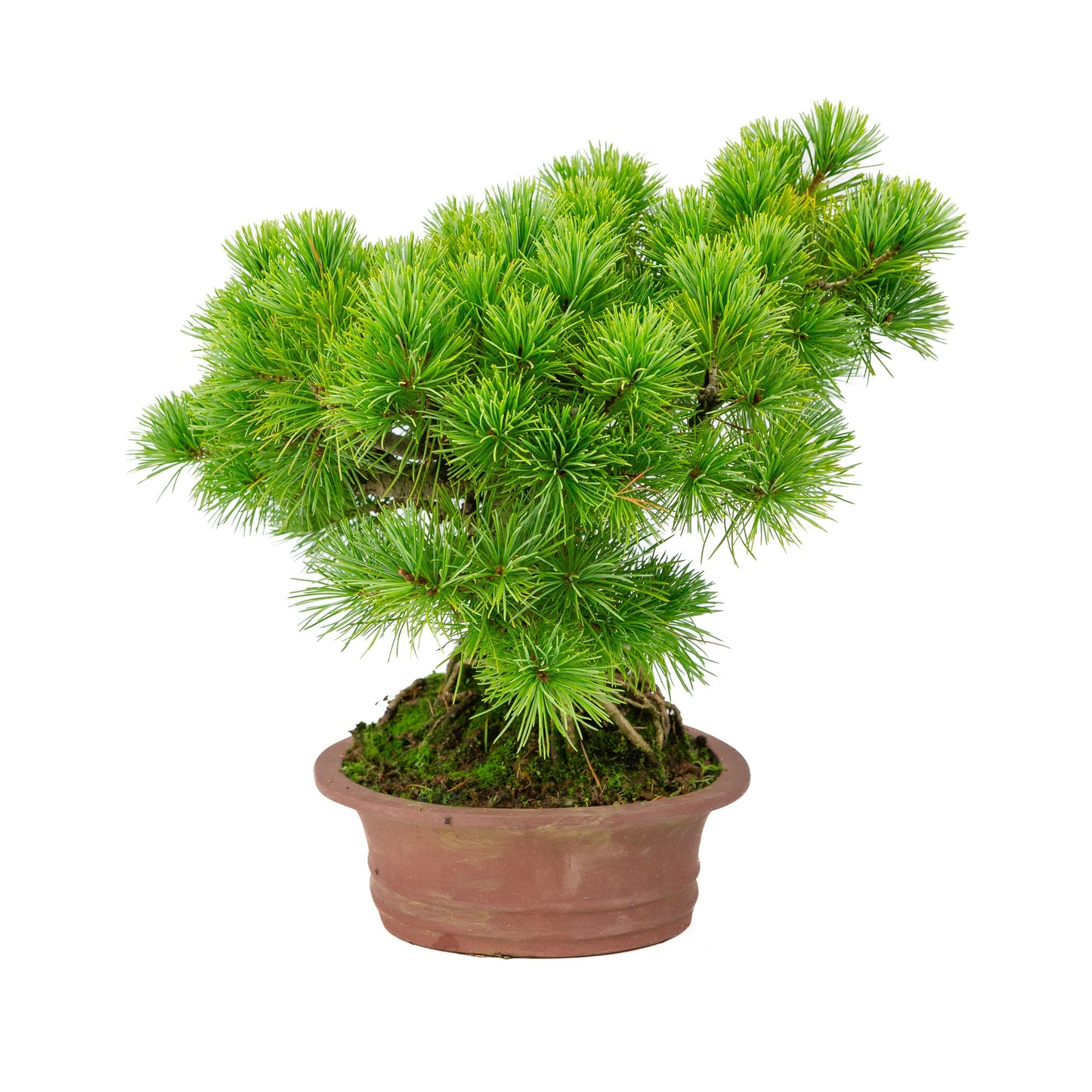 Pinus parviflora unglazed oval pot 26cm, height ~37cm