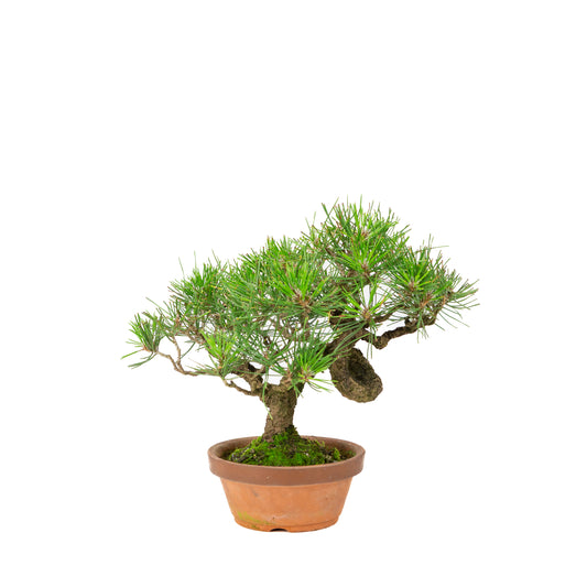 Pinus thunbergii terracotta pot 14cm, height ~27cm