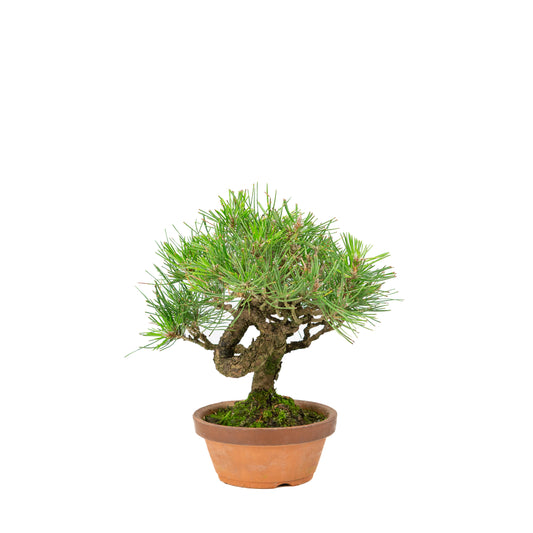 Pinus thunbergii terracotta pot 14cm, height ~27cm