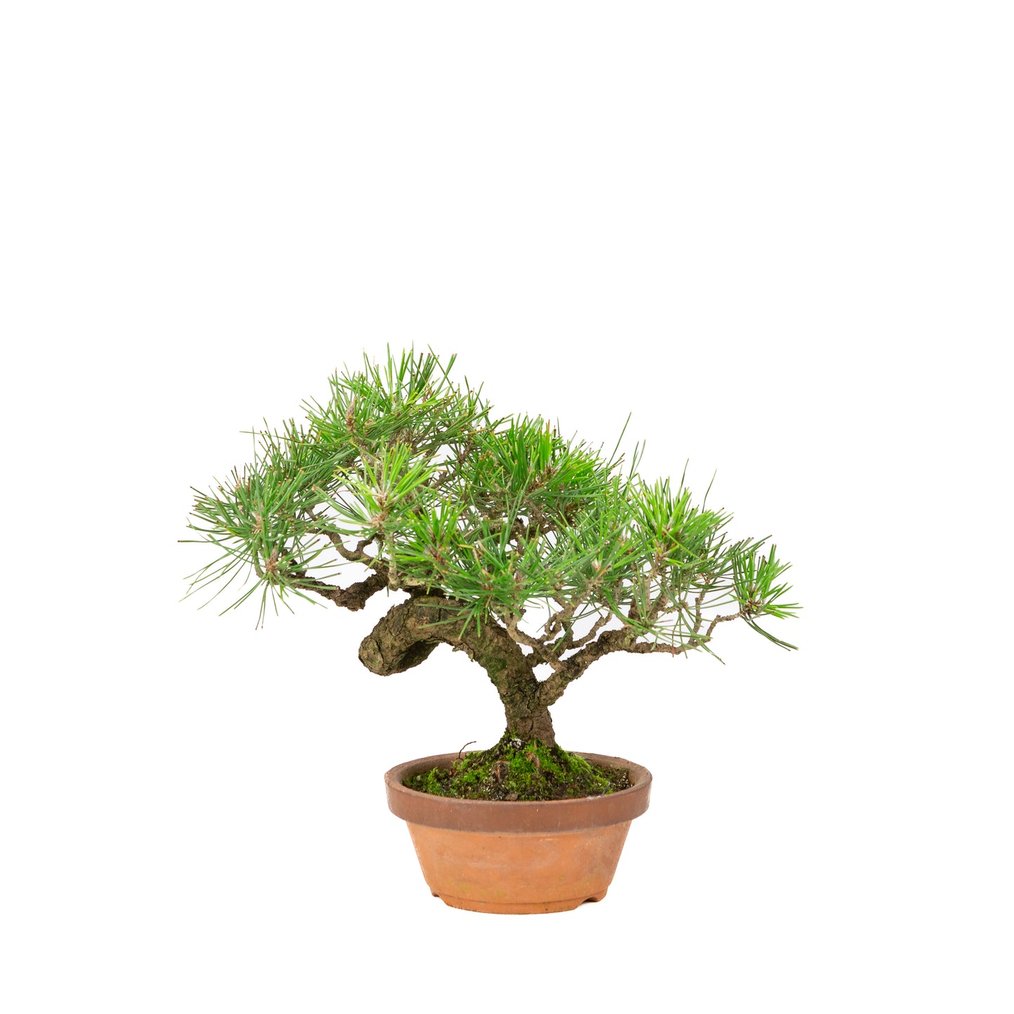 Pinus thunbergii terracotta pot 14cm, height ~27cm