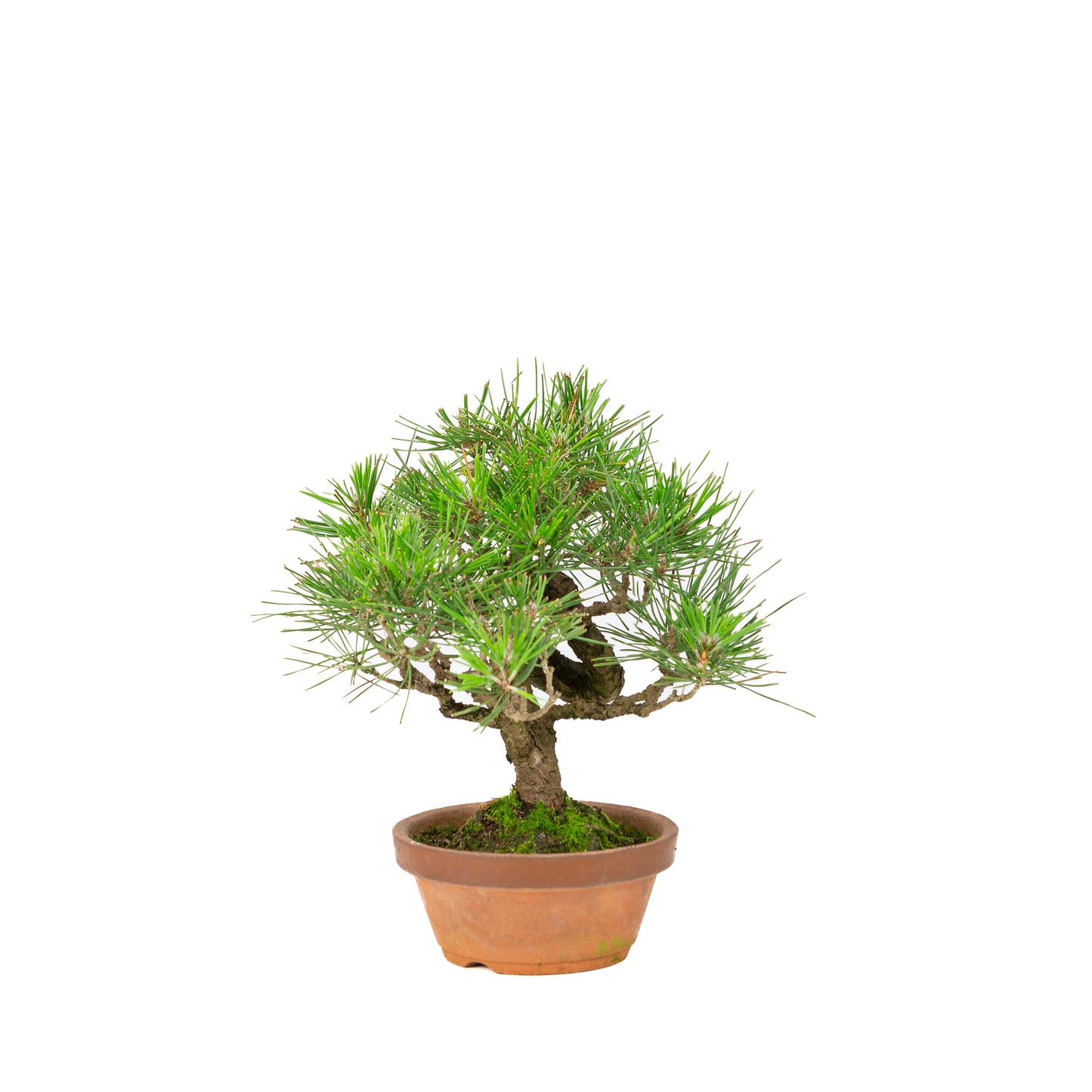 Pinus thunbergii terracotta pot 14cm, height ~27cm