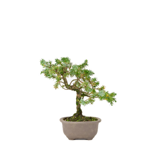 Juniperus rigida unglazed pot 18cm, height ~24cm