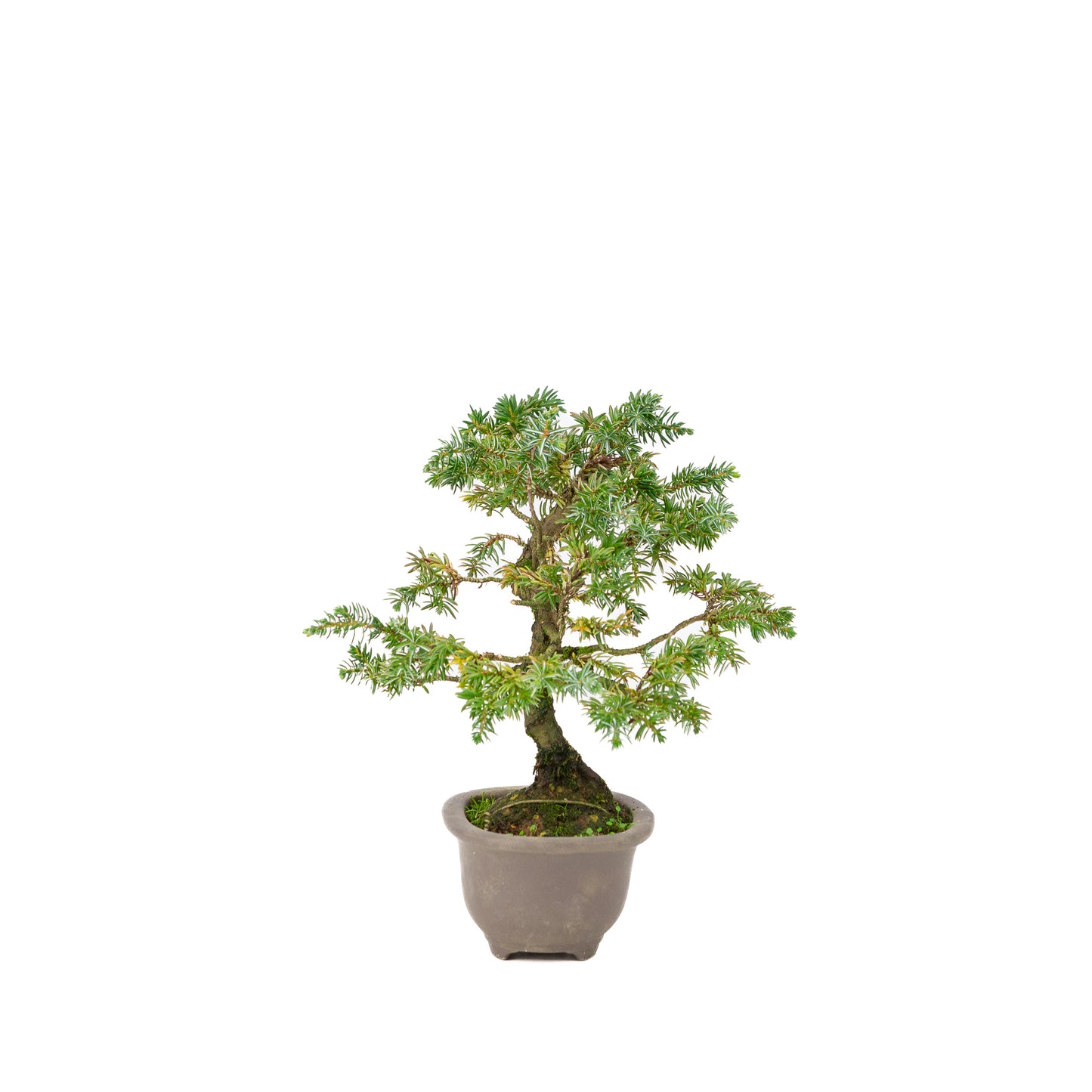 Juniperus rigida unglazed pot 18cm, height ~24cm