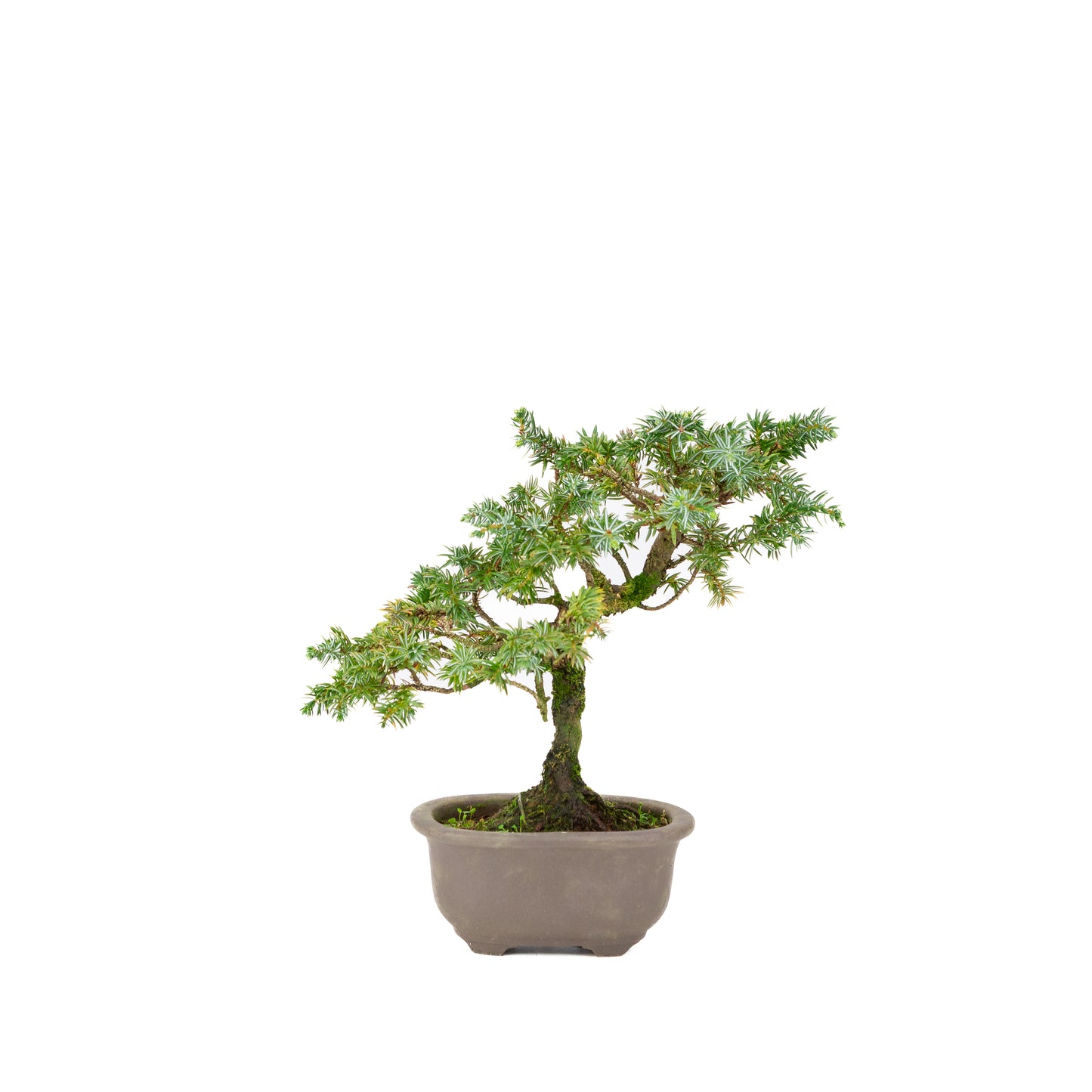 Juniperus rigida unglazed pot 18cm, height ~24cm