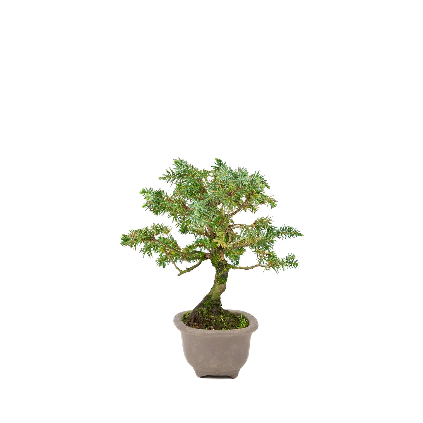 Juniperus rigida unglazed pot 18cm, height ~24cm